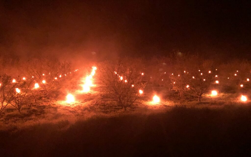 ljesnjaci-bedenikovic-ulje_10