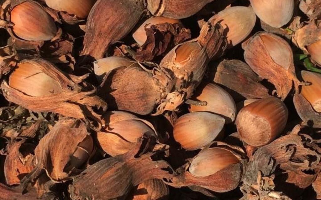 ljesnjaci-bedenikovic-ulje_16