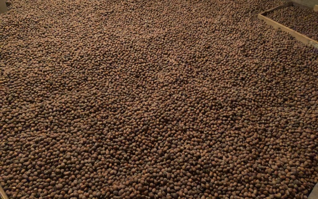 ljesnjaci-bedenikovic-ulje_2