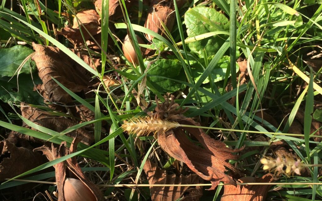 ljesnjaci-bedenikovic-ulje_4