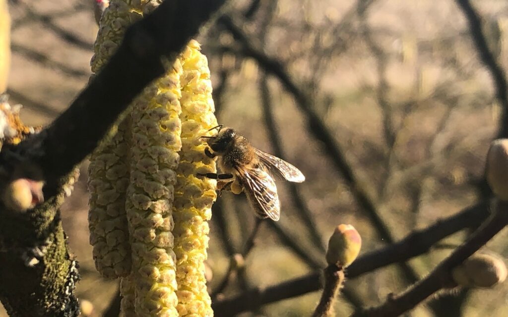 ljesnjaci-bedenikovic-ulje_6