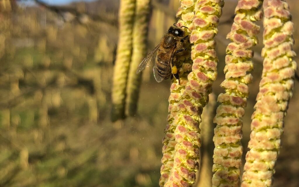 ljesnjaci-bedenikovic-ulje_8