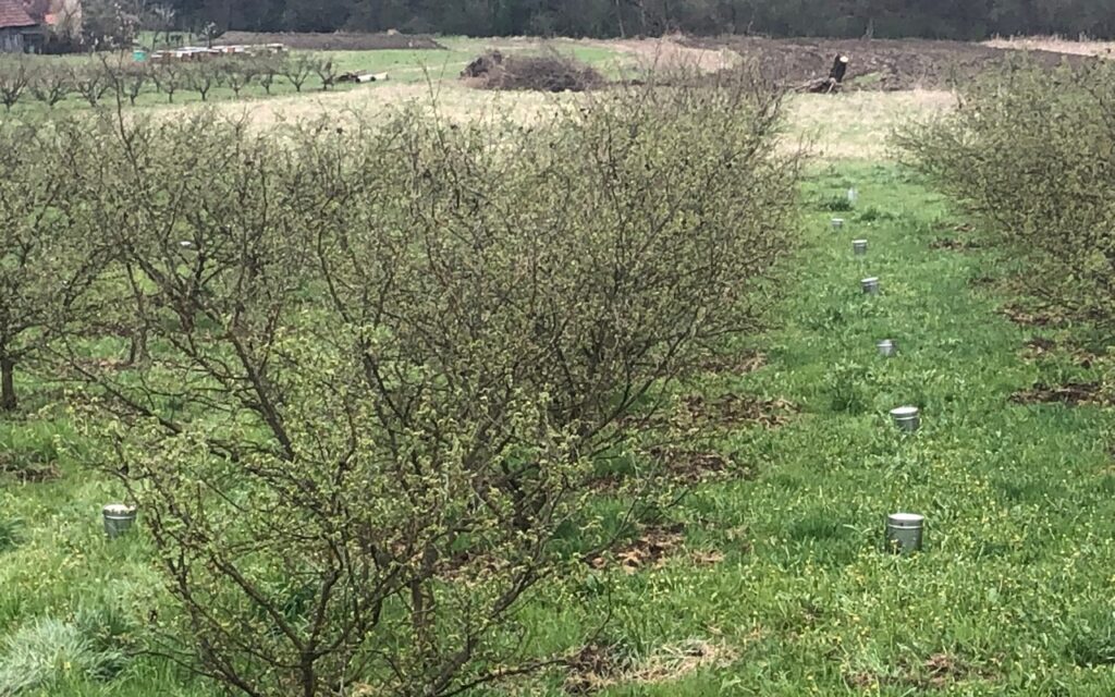 ljesnjaci-bedenikovic-ulje_9