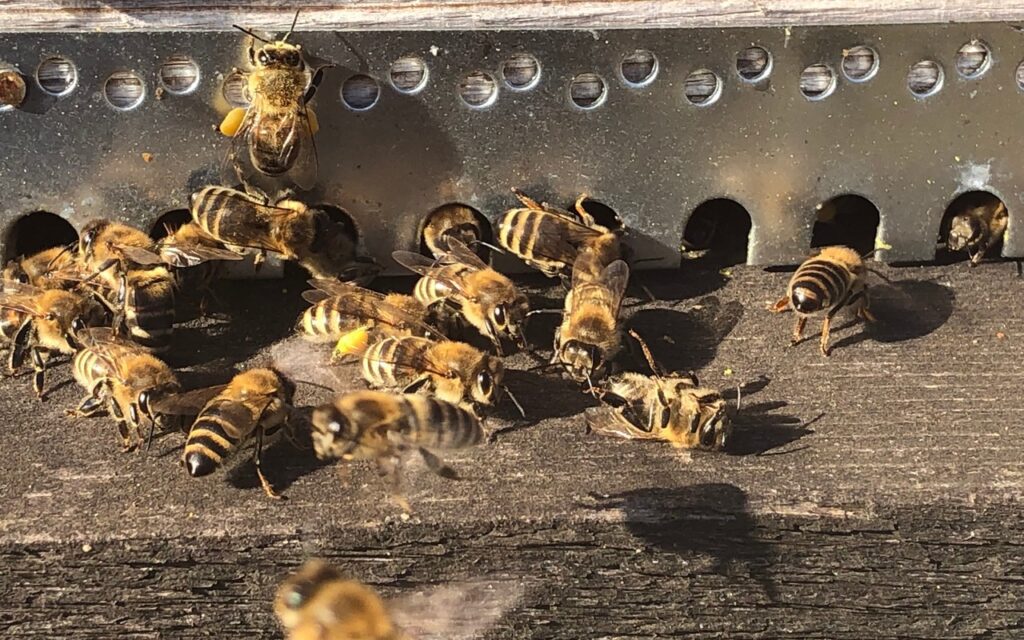 zagorski-bagremov-med-cvjetni-livadni_15