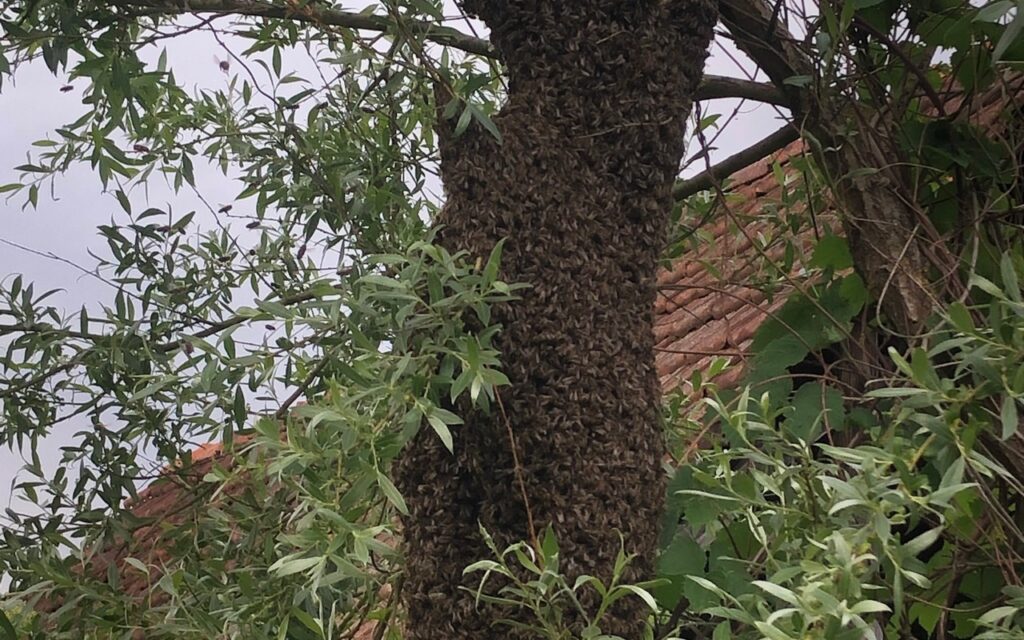 zagorski-bagremov-med-cvjetni-livadni_17