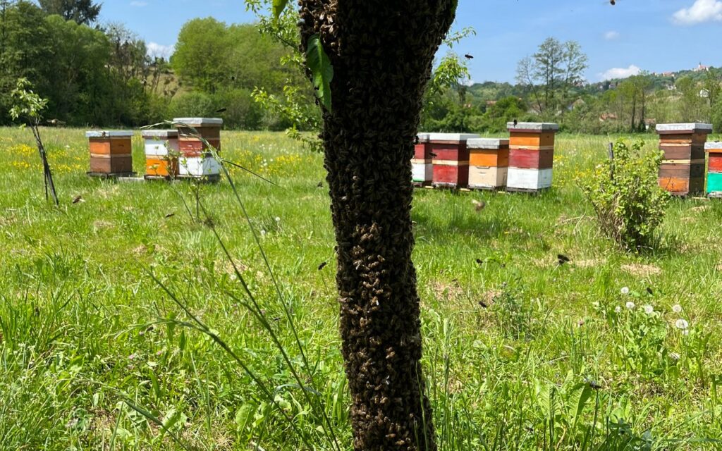 zagorski-bagremov-med-cvjetni-livadni_19