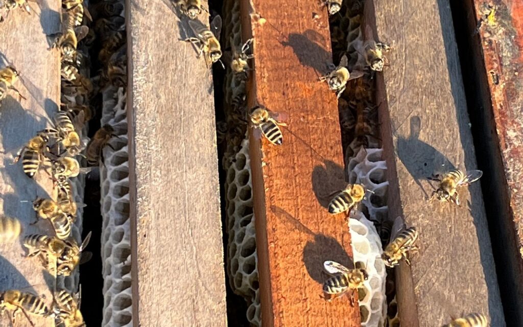 zagorski-bagremov-med-cvjetni-livadni_21