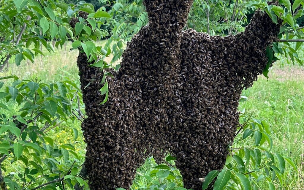 zagorski-bagremov-med-cvjetni-livadni_24