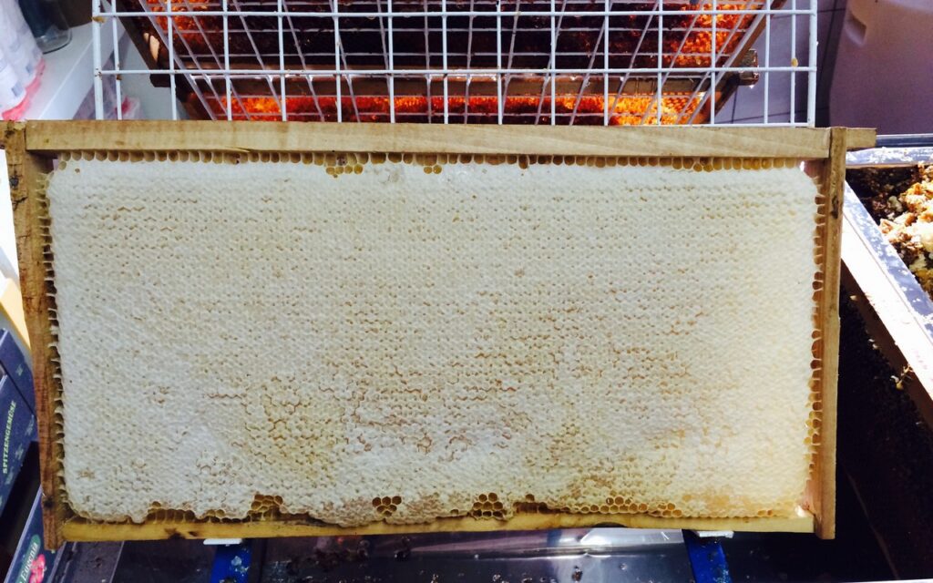 zagorski-bagremov-med-cvjetni-livadni_26